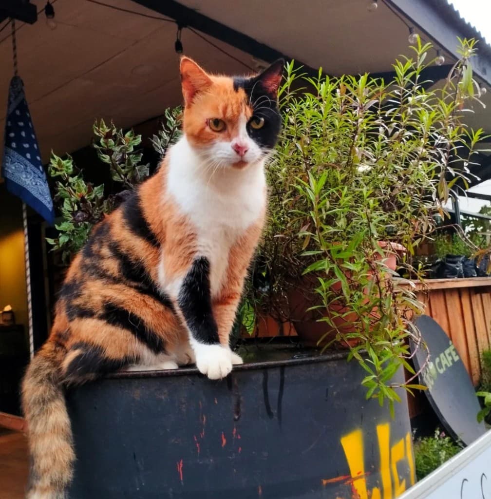 Cookie the Café Cat — the official manager of Coco Café